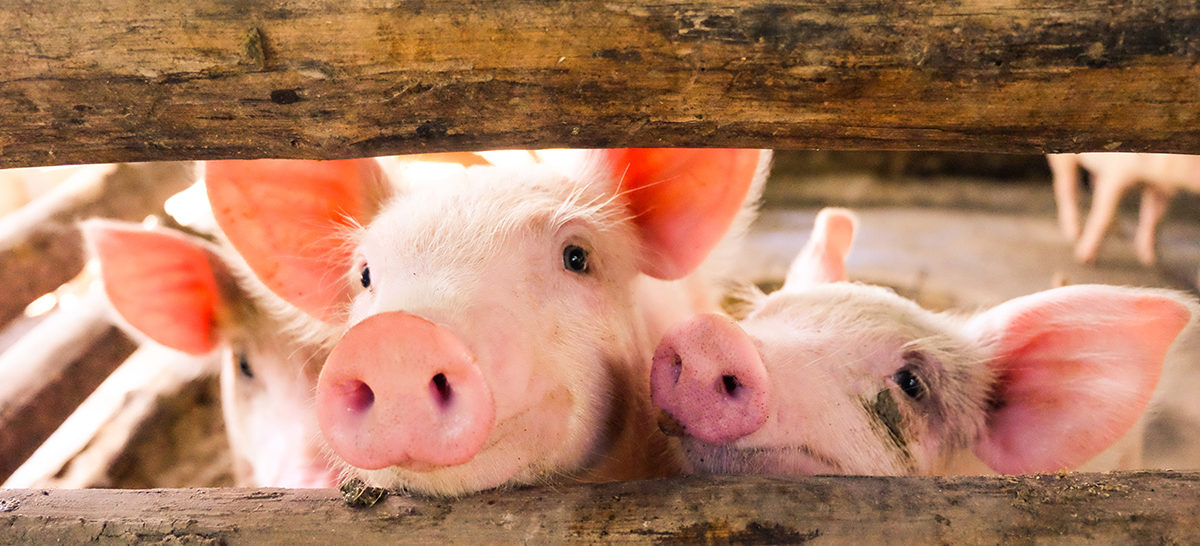 Close-up of a pig on a farm, many pigs are playing in the evening.