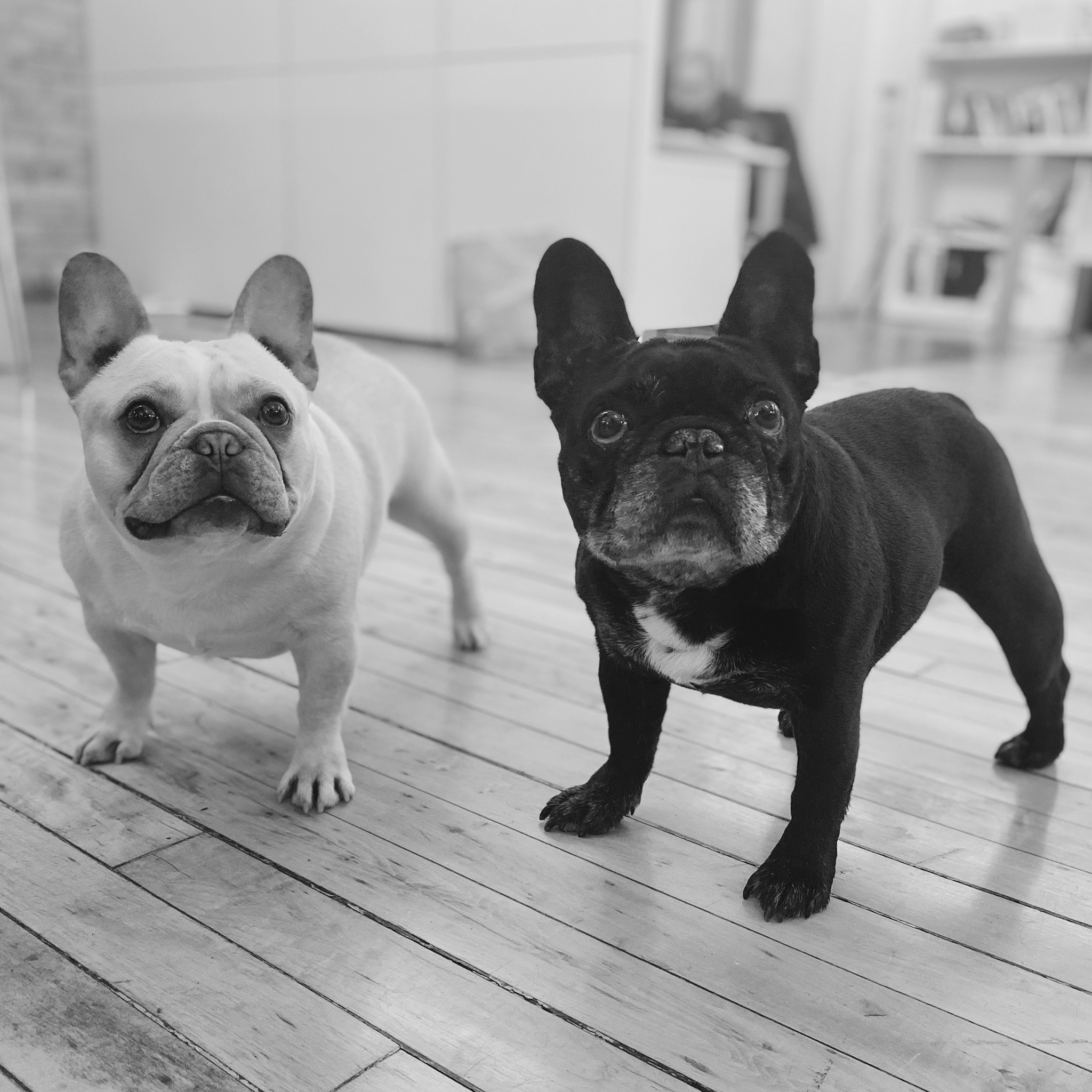 black and white photo of two french bulldogs in office space