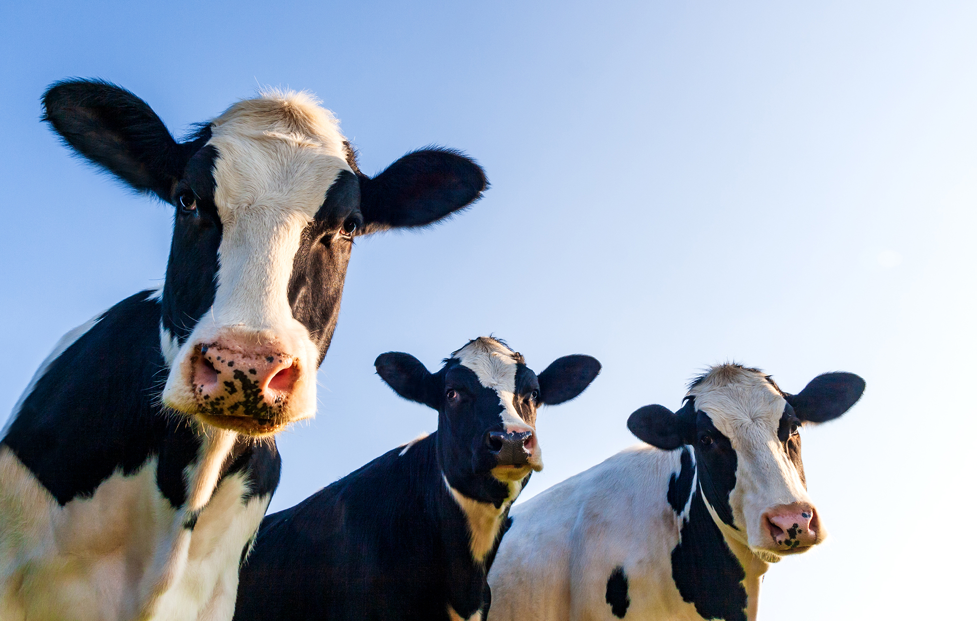 Holstein cows in the pasture with copy space in blue sky