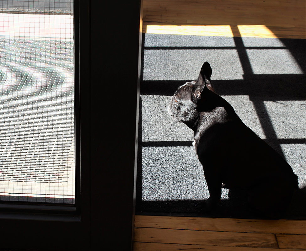 black french bulldog sitting, looking out glass front door in office, on black front mat over old hardwood floor
